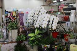 「たなべ花店」　（兵庫県赤穂市）の花屋店舗写真4